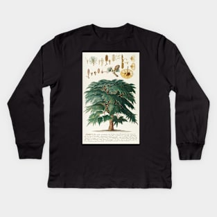 Cedar - Cedrus - botanical illustration Kids Long Sleeve T-Shirt